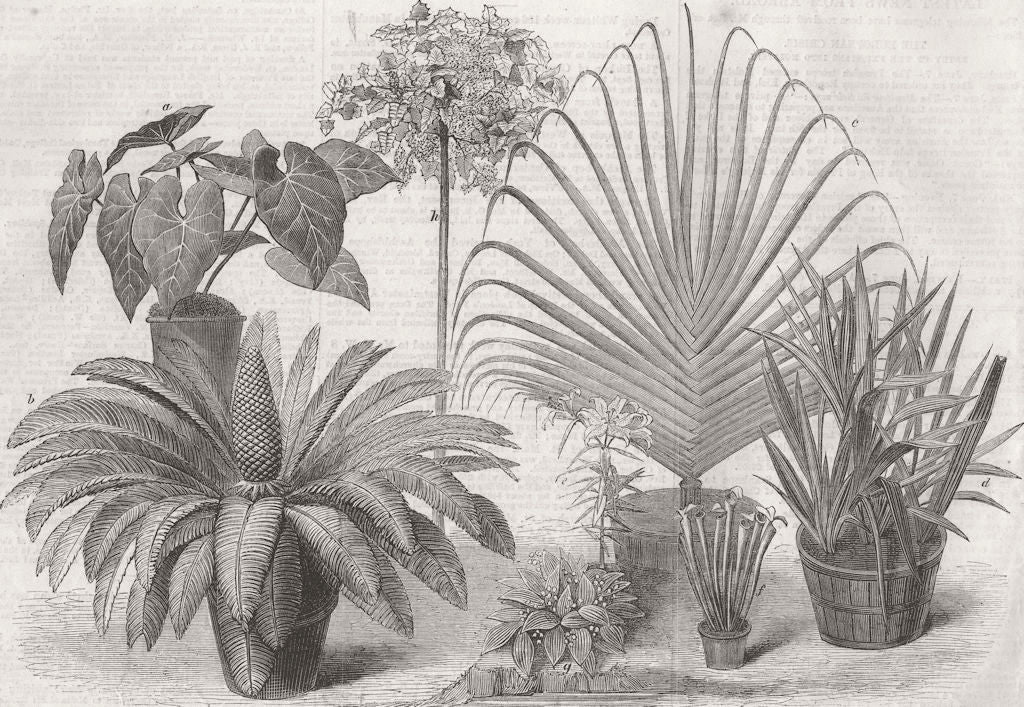 PLANTS. Int'l Flower show, South Kensington 1866 old antique print picture